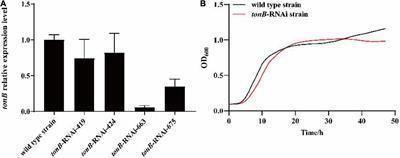The Effect of tonB Gene on the Virulence of Pseudomonas plecoglossicida and the Immune Response of Epinephelus coioides